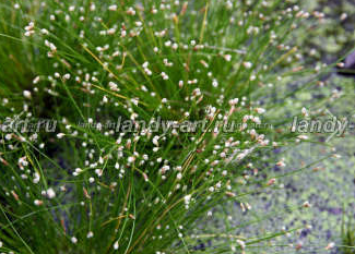 Изолепис поникающий