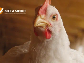 Выбираем между фитазой и…фитазой