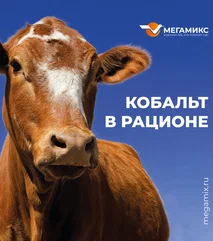 КОБАЛЬТ В КОРМЛЕНИИ КОРОВ