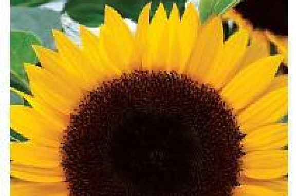 Подсолнечник Воронежский 638 10 г