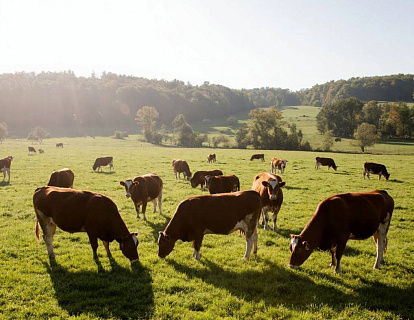 Животноводство разделилось на тех, кто растёт и тех, кто исчезает