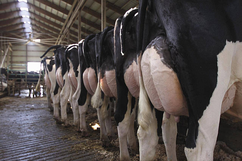 Практические советы по подготовке коров к искусственному осеменению для повышения успешности