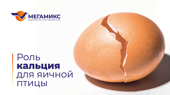 Больше, чем кальций. Использование ИННОВИТ® 25-Гидрокси Витамин D3 в кормлении кур-несушек