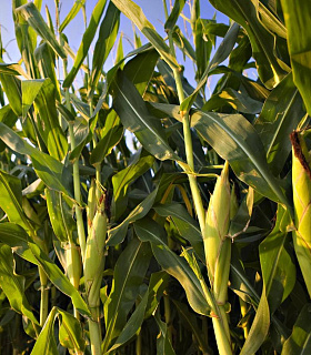 Кукуруза в ЮФО сохраняет высокий потенциал