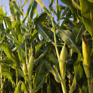 Кукуруза в ЮФО сохраняет высокий потенциал