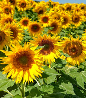 Подсолнечник в России будет облагаться пошлинами до 2028 года