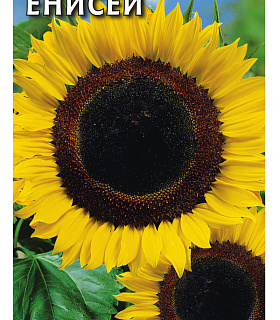 Подсолнечник Енисей 10 г. 