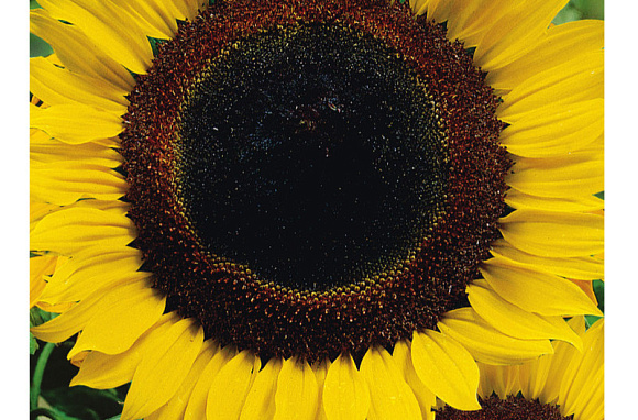 Подсолнечник Енисей 10 г. 