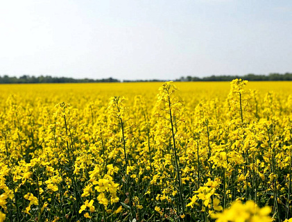 Сбор масличных культур в РФ в 2025 году прогнозируется на уровне 33 млн. тонн