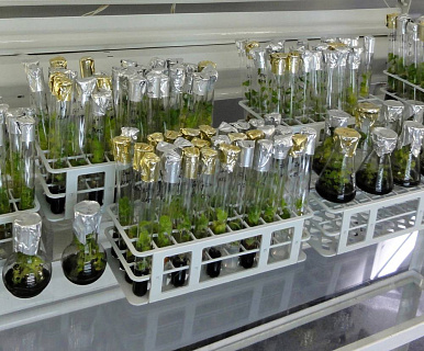 Генетическая коллекция даёт России преимущество в сфере АПК