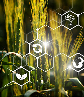 Цифровизация агрострахования: шаг вперёд, но не без усилий