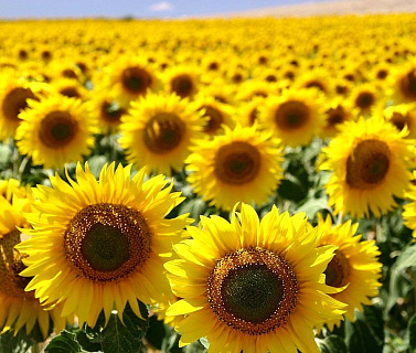 Валовой сбор масличных культур в России по регионам и культурам