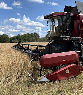 Российский ячмень вытесняет традиционных поставщиков