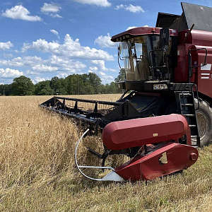 Российский ячмень вытесняет традиционных поставщиков