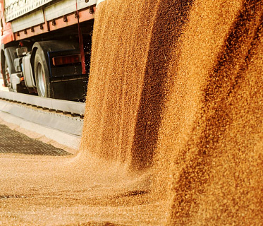 Россия сняла ограничения на ввоз пшеницы из Казахстана
