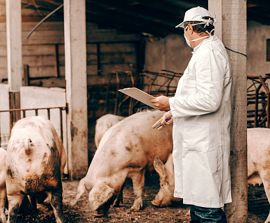 Швейцария вводит «клеймо страдания»: какие процедуры теперь требуют маркировки на продуктах