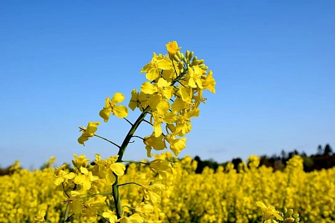 ЕвроХим и Lidea провели полевые испытания на рапсе в Воронежской области