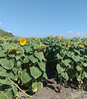 В Волгоградской области успешно протестировали удобрение с двумя формами серы