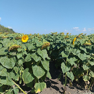 В Волгоградской области успешно протестировали удобрение с двумя формами серы