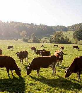 Животноводство разделилось на тех, кто растёт и тех, кто исчезает