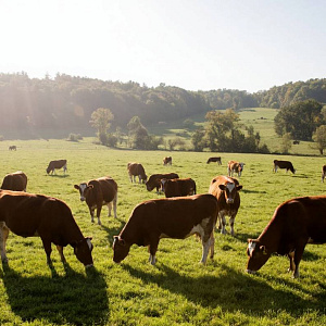 Животноводство разделилось на тех, кто растёт и тех, кто исчезает