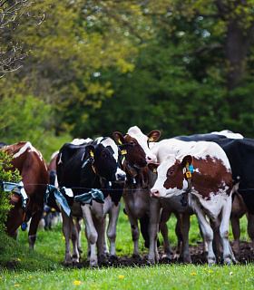 Практическое применение данных о генетической устойчивости к болезням для улучшения здоровья стада