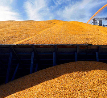 Экспорт пшеницы из России в сентябре 2025 года: объёмы растут, цены падают