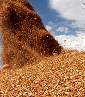 Рекордный урожай зерна в России — плюсы и риски для аграриев