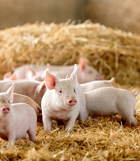 Мировое свиноводство в 2025 году: Рост торговли снижение себестоимости и новые риски