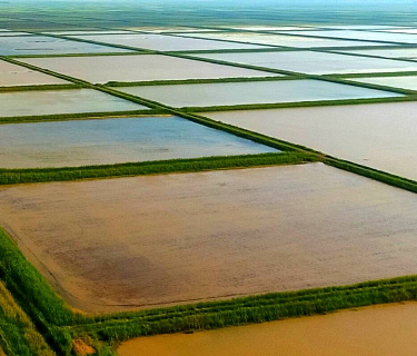 Депутаты вносят законопроект о «рисопригодных землях»