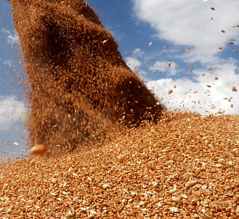 Рекордный урожай зерна в России — плюсы и риски для аграриев