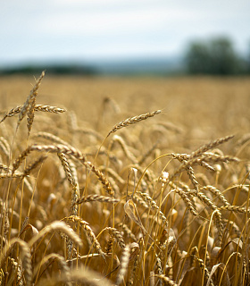Продовольственная безопасность и экспорт: приоритеты аграрной политики Башкортостана – беседа с министром сельского хозяйства республики