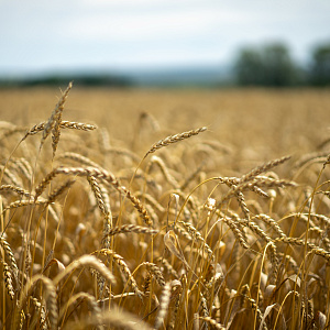 Продовольственная безопасность и экспорт: приоритеты аграрной политики Башкортостана – беседа с министром сельского хозяйства республики