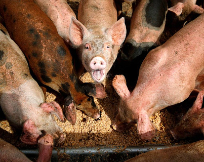 Новые правила АЧС: подозрение, карантин, транспортировка