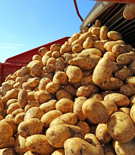 Кто сегодня формирует урожай картофеля в России