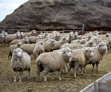 Мясное овцеводство 2025: рост производства и экспортные возможности