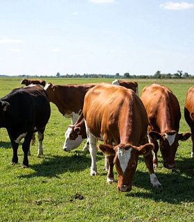 Новый закон о племенном животноводстве открывает путь к саморегулированию