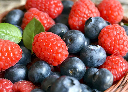 Инвестиции в ягодную отрасль в России: новые хозяйства и проекты