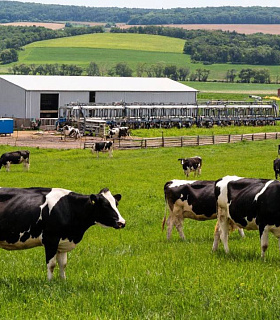 Молочное животноводство достигло рентабельности 28,6%