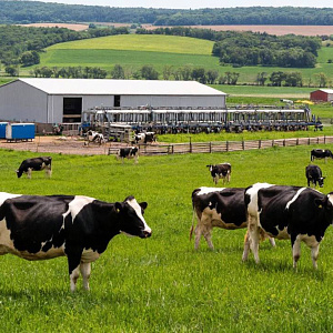 Молочное животноводство достигло рентабельности 28,6%
