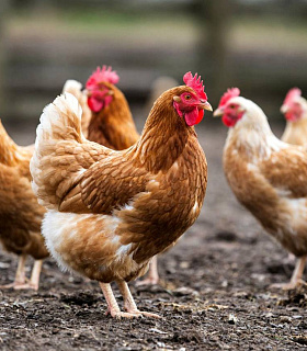 Минсельхоз вынес на обсуждение правила по ИЛТ для птицеводческих хозяйств