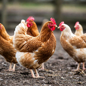 Минсельхоз вынес на обсуждение правила по ИЛТ для птицеводческих хозяйств