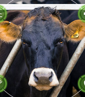 Обновленные требования Минсельхоза к племенным хозяйствам