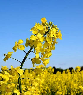 ЕвроХим и Lidea провели полевые испытания на рапсе в Воронежской области