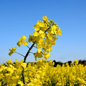 ЕвроХим и Lidea провели полевые испытания на рапсе в Воронежской области