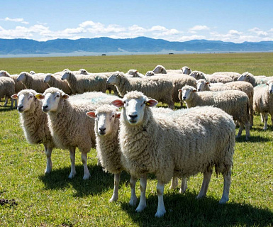 Овцеводы Бурятии предлагают системные решения для отрасли