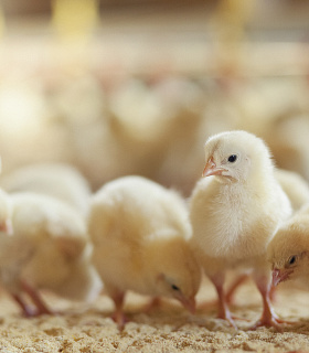 Как правильное подкисление питьевой воды правильным подкислителем повышает эффективность выращивания бройлеров…