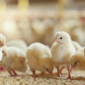 Как правильное подкисление питьевой воды правильным подкислителем повышает эффективность выращивания бройлеров…