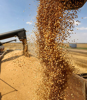 Производство пшена в России снизилось, а внешние поставки достигли 35 тысяч тонн