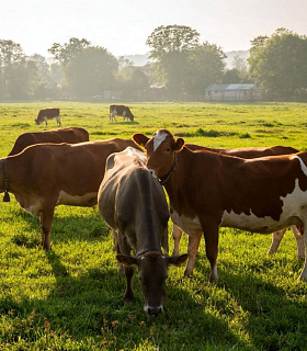Геномная селекция в животноводстве получила господдержку в 264 миллиона рублей